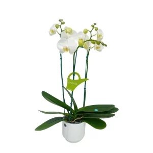 Orquídea "Cambridge" 3 varas Premium