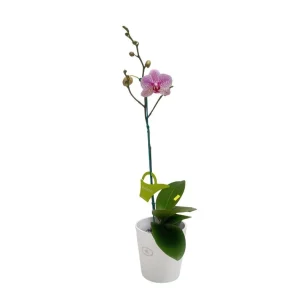 Orquídea "GOTTEBORG" Mediana
