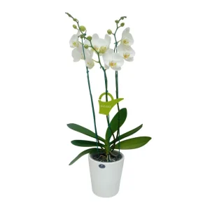 Orquídea "Cambridge" 3 varas Premium