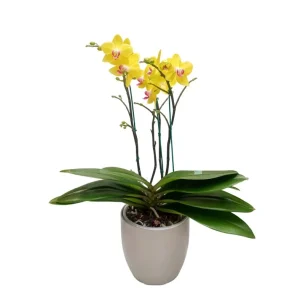 Orquidea "FERLA" 3 varas Super Premium