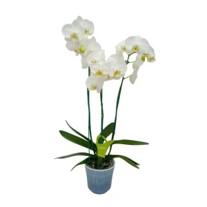 Orquídea "Cambridge" 3 varas Premium