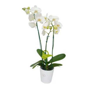 Orquídea "Cambridge" 3 varas Premium