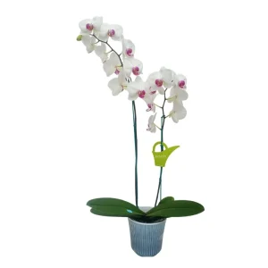 Orquídea "Toronto" 2 varas Premium