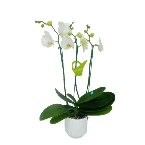 Orquídea "Cambridge" 3 varas Premium