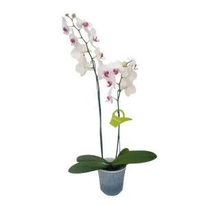 Orquídea "Toronto" 2 varas Premium