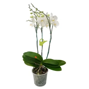 Orquidea "Cambridge" 3 Varas Super Premium