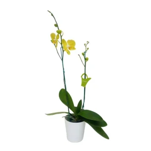 Orquídea "Savona" 2 Varas Premium