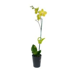 Orquídea "Savona" Mediana