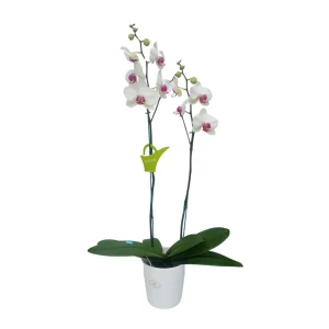 Orquídea "Toronto" 2 varas Premium