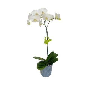 Orquídea "Cambridge" Mediana