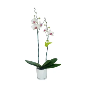 Orquídea "Toronto" 2 varas Premium