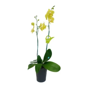 Orquídea "Savona" 2 Varas Premium
