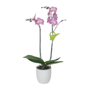 Orquídea "SUNCA" 2 varas Premium