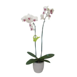 Orquídea "Toronto" 2 varas Premium