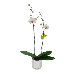 Orquídea "Toronto" 2 varas Premium
