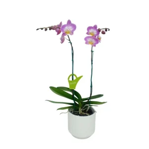 Orquídea "SUNCA" 2 varas Premium