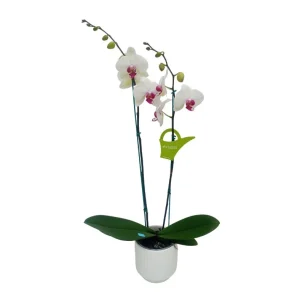 Orquídea "Toronto" 2 varas Premium