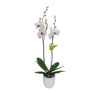 Orquídea "Toronto" 2 varas Premium