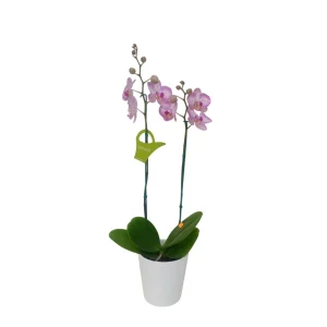 Orquidea "Krakow" 2 varas