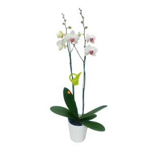Orquídea "Toronto" 2 varas Premium