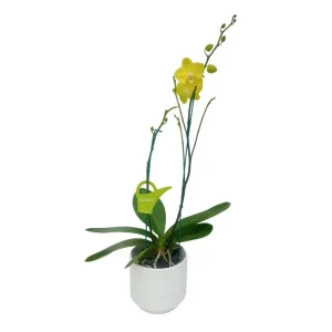 Orquídea "Savona" 2 Varas Premium