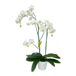 Orquídea "Cambridge" 2 varas Premium con varas lateral