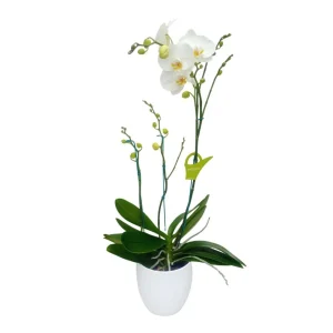 Orquidea "Cambridge" 3 Varas Super Premium