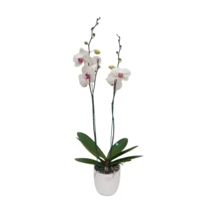 Orquídea "Toronto" 2 varas Premium