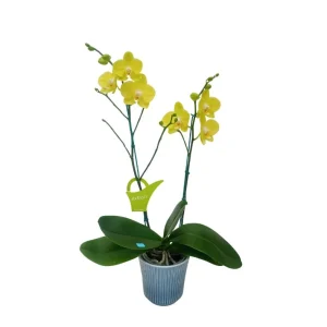 Orquídea "Savona" 2 Varas Premium