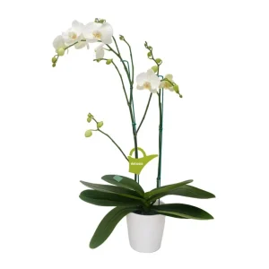 Orquídea "Cambridge" 2 varas Premium con varas lateral