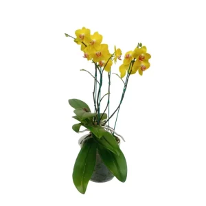 Orquidea "FERLA" 4 varas Super Premium
