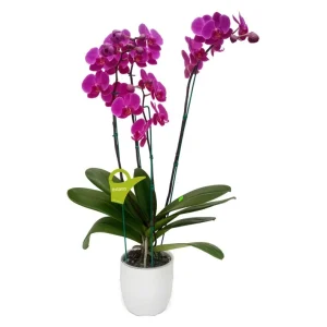 Orquídea "LUSAKA" 4 varas Super Premium
