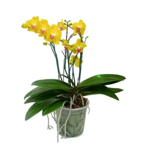 Orquidea "FERLA" 5 Varas Super Premium