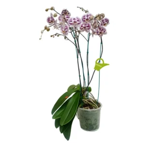 Orquidea "Blanes" 4 Varas Super Premium