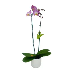 Orquídea "SUNCA" 2 varas