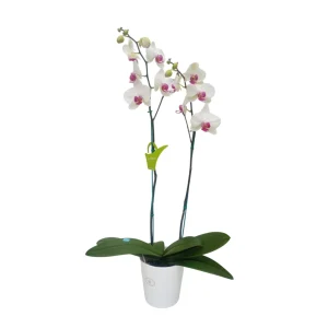 Orquídea "Toronto" 2 varas Premium