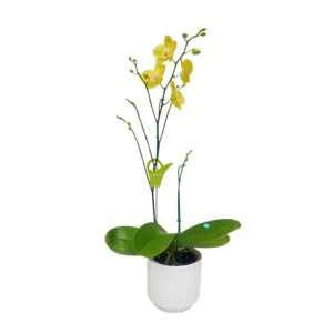 Orquídea "Savona" 2 Varas Premium