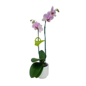 Orquídea "GOTTEBORG" 2 Varas