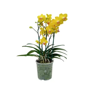 Orquidea "FERLA" 5 Varas Super Premium