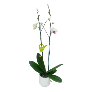 Orquídea "Toronto" 2 varas Premium