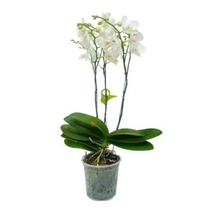 Orquidea "Cambridge" 3 Varas Super Premium