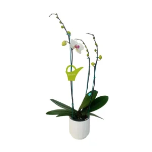 Orquídea "Toronto" 3 varas Premium