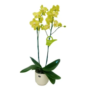 Orquídea "Savona" 2 Varas Premium