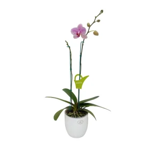 Orquídea "GOTTEBORG" 2 Varas