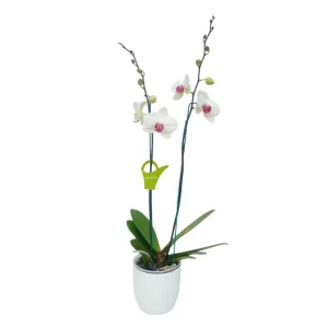 Orquídea "Toronto" 2 varas Premium