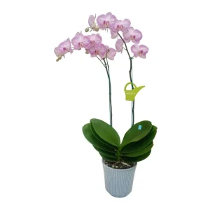 Orquidea "Krakow" 2 varas Premium