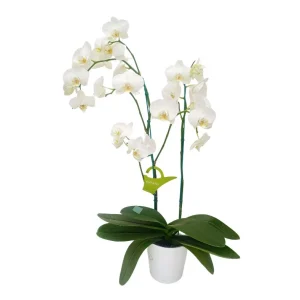 Orquídea "Cambridge" 2 varas Premium con varas lateral