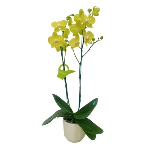 Orquídea "Savona" 2 Varas Premium