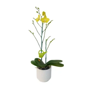 Orquídea "Savona" 2 Varas Premium