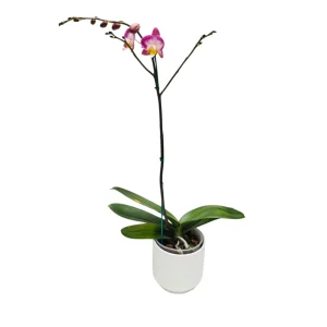 Orquídea "SUNCA"